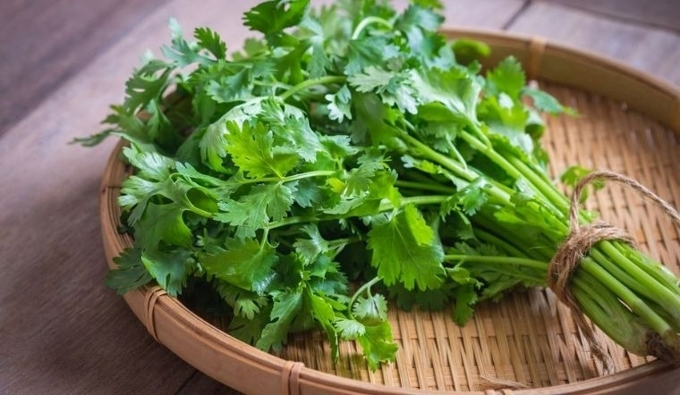 Không phải ai cũng biết cách giữ rau mùi tươi ngon lâu hơn