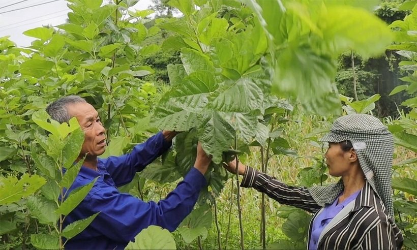 Người dân Lào Cai tích cực khôi phục phát triển ngành trồng dâu nuôi tằm.