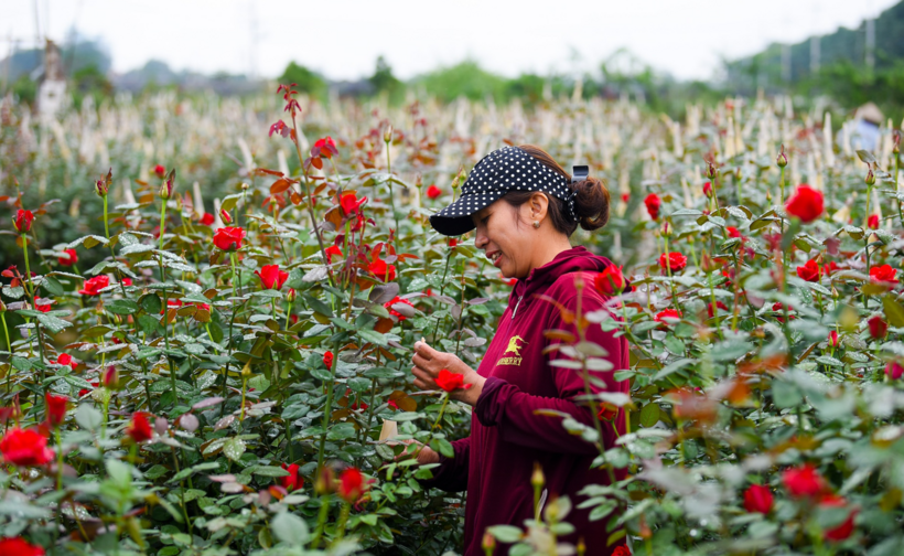 Đây là cơ hội để quảng bá “thủ phủ hoa Hà Nội” đến với du khách trong nước và quốc tế.