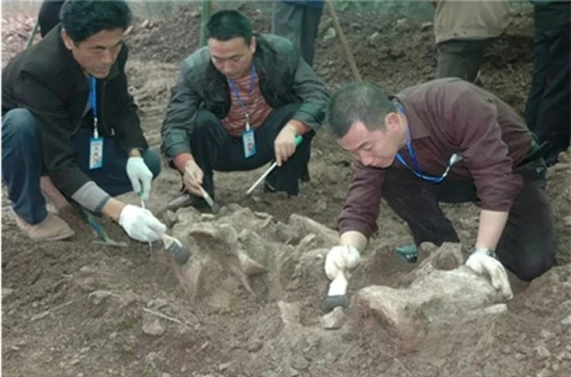 Sau khi khai quật được bộ xương gần hoàn chỉnh, các nhà khoa học đã kết luận đây là hóa thạch của 1 con khủng long Sauropod có niên đại cách đây khoảng 150 triệu năm.