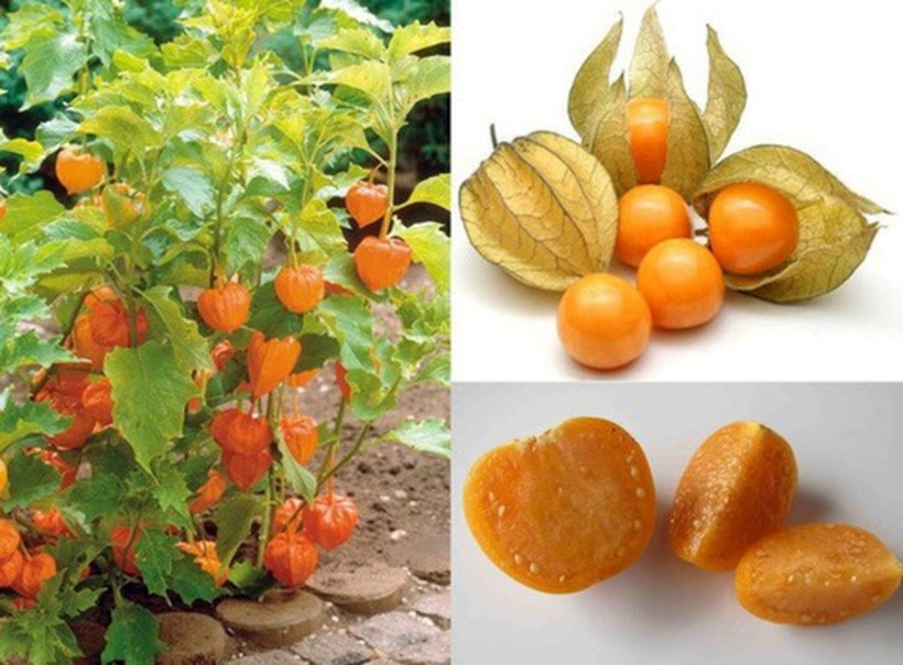 Tầm bóp có lợi trong điều trị một số bệnh ung thư như phổi, dạ dày, gan, đại tràng, hầu họng… Ảnh minh họa