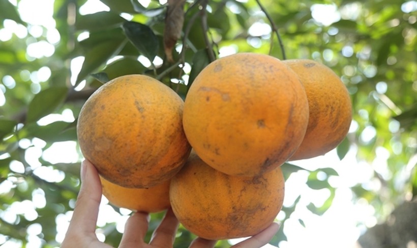 Đất đai thổ nhưỡng cũng góp phần tạo nên nét riêng biệt của cam Xã Đoài.