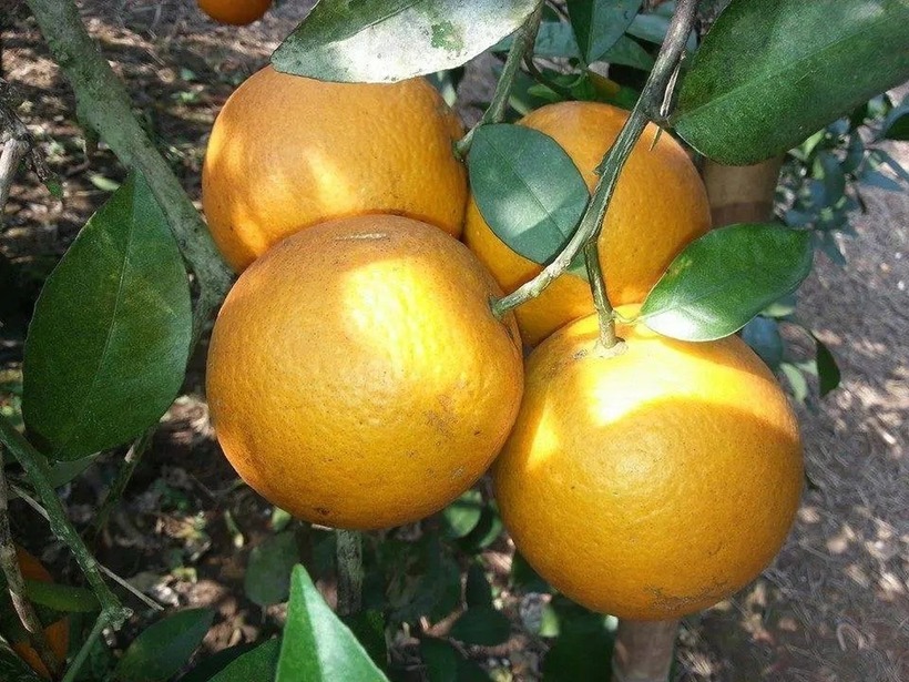 Cam Xã Đoài còn được người dân gọi là cam "tiến Vua".