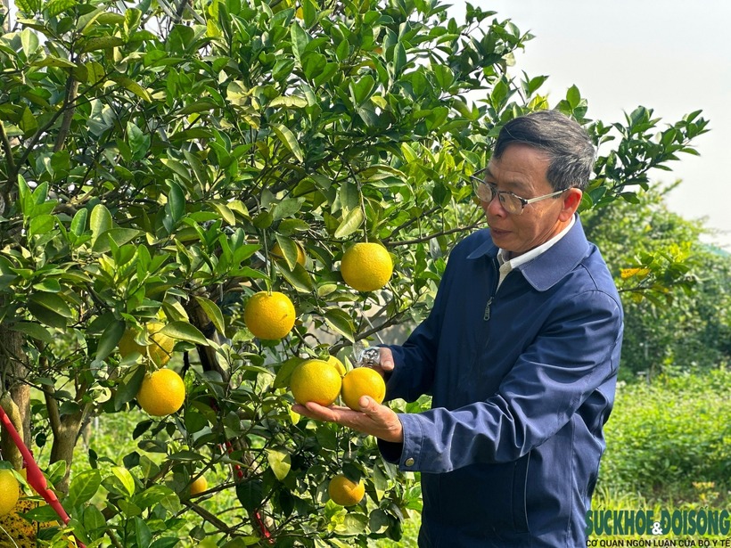 Nhằm bảo tồn và phát triển thương hiệu cam Xã Đoài, huyện Nghi Lộc đang chú trọng thực hiện quy hoạch đất đai, giống cây, quy trình sản xuất, đồng thời tăng cường xúc tiến thương mại, tiêu thụ sản phẩm.