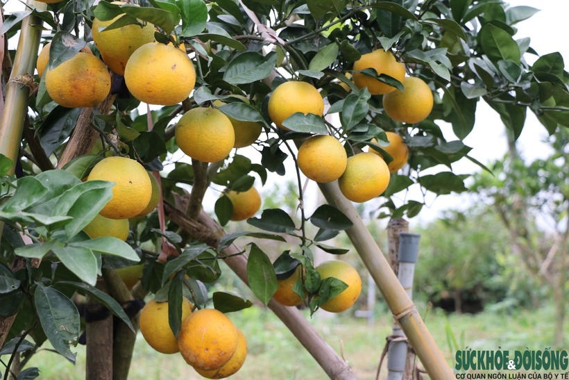 Cam Xã Đoài, loại trái cây trứ danh của xứ Nghệ, mang trong mình hương vị thơm ngon đặc trưng cùng bề dày lịch sử hơn 100 năm.