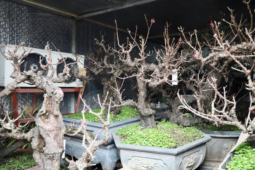 Giá một cây đào Thất Thốn dao động từ 3 triệu đến 20 triệu đồng, tuỳ từng cây. Với mức giá cao như vậy, số lượng người quan tâm không nhiều. Khách hàng tới xem chỉ trầm trồ khen ngợi rồi đi vì loại hoa này vốn dành cho giới nhà giàu.