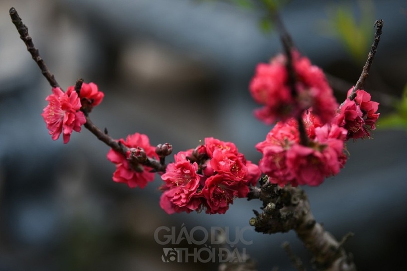 Hoa thường nở thành từng chùm từ những cành khẳng khiu và thân, tạo nên vẻ đẹp độc đáo và cuốn hút.