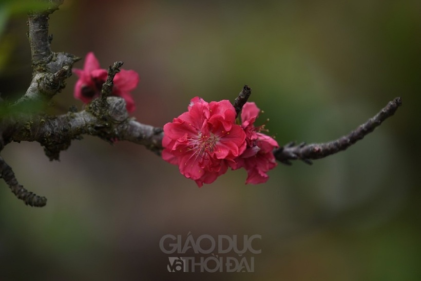 Giá trị của đào Thất Thốn không chỉ ở hoa và lộc, mà còn bởi hầu hết đều có dáng thế hoàn toàn tự nhiên, mang vẻ đẹp nguyên bản, đơn sơ. Với người chơi hoa, mỗi dáng thế đều mang ý nghĩa riêng, ẩn chứa vẻ đẹp, cốt cách trong đó.