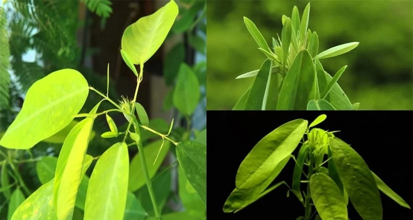 Một số chuyên gia đã cố gắng tìm hiểu lý do cây khiêu vũ có được khả năng đặc biệt. (Ảnh: Dân Việt)