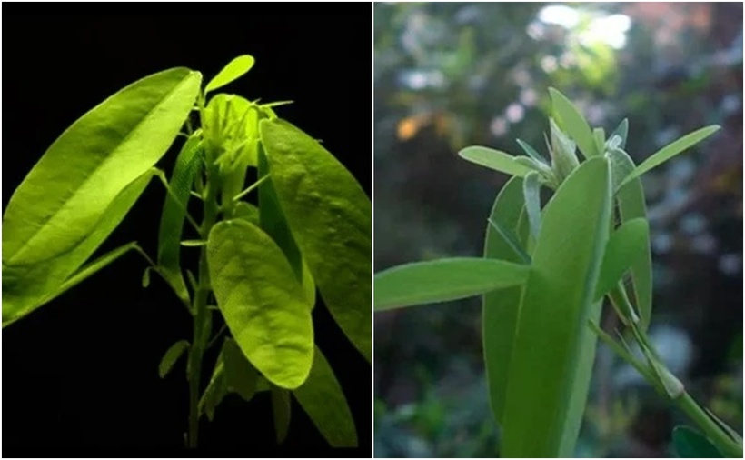 Cây khiêu vũ, có khả năng di chuyển nhằm tối đa hóa ánh sáng mặt trời thu được. (Ảnh: Dân Việt)