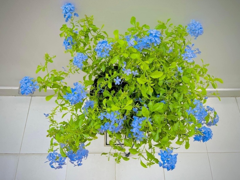 Nữ ca sĩ trồng nhiều cây xanh và hoa tươi đủ màu sắc để tô điểm cho không gian sống của gia đình.