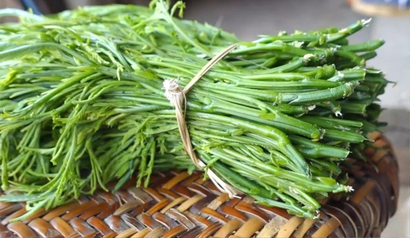 Cuối tháng 3 là thời điểm bắt đầu vào mùa rau thối và kéo dài đến khoảng tháng 7, tháng 8. Ảnh: Sưu tầm.