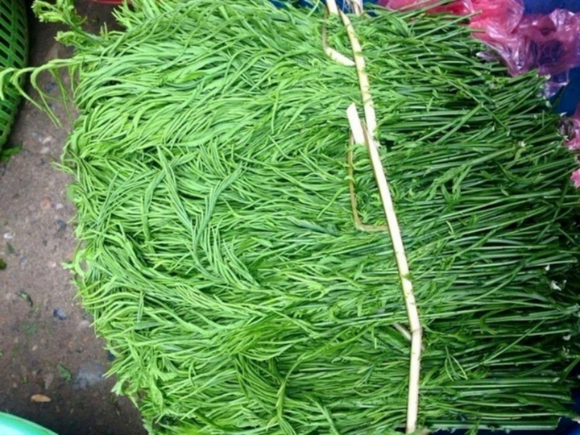 Rau thối còn có tên tiếng Thái là pắc nam. Ảnh sưu tầm.