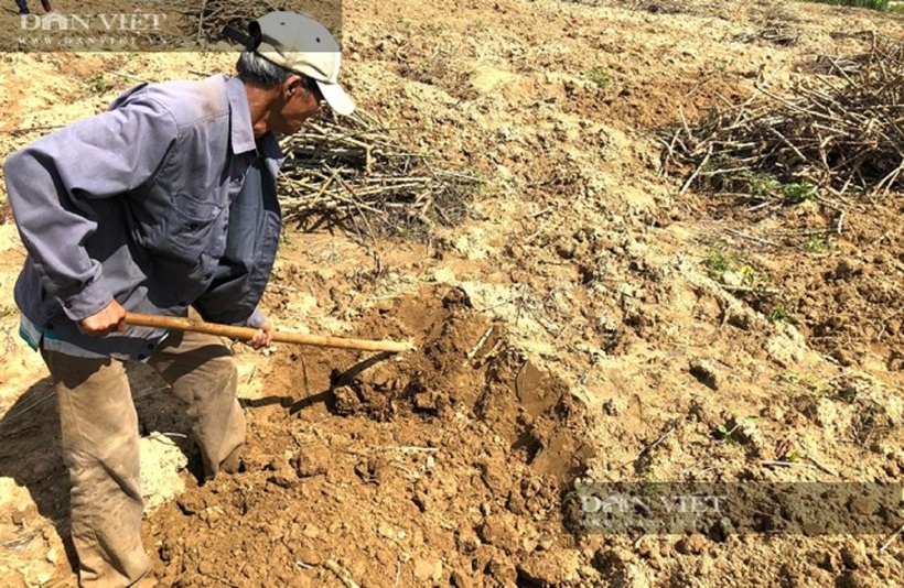 Công việc đào sùng đất tuy có vất vả, nhưng mang lại nguồn thu nhập đáng kể. Ảnh: Dân Việt