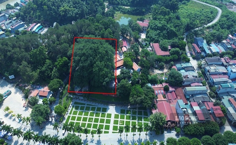 Cây đa ở đền Thượng thuộc họ đa lông, thời điểm được công nhận, cây được xếp vào cây di sản có chu vi toàn bộ thân cây lớn nhất Việt Nam, với chu vi 44 m, cao hơn 36 m, có tuổi đời trên 300 năm.