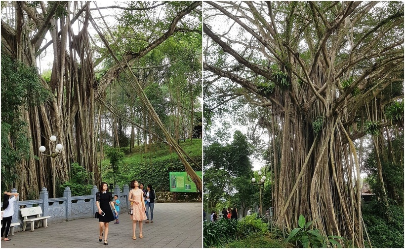 Hơn 3 thế kỷ tồn tại, cây đa di sản cũng góp phần tôn lên vẻ đẹp của cụm di tích đền Thượng, thu hút hàng nghìn lượt người dân, du khách đến tham quan, chiêm bái hàng năm.