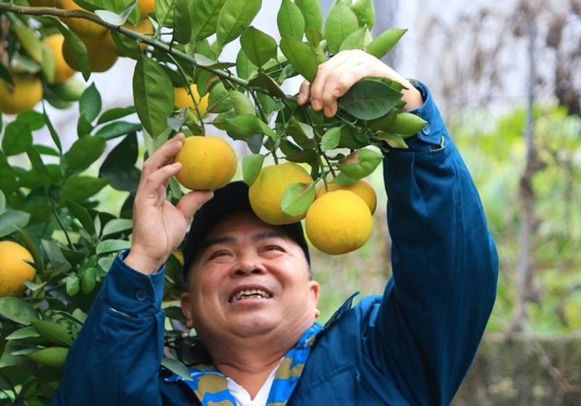 Khách hàng tìm đến tận vườn đặt cam nhưng nông dân không dám nhận cọc.