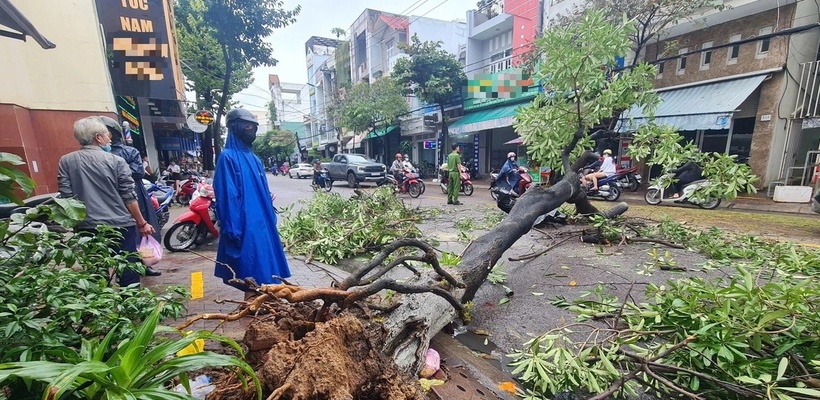 Một cây hoa sữa khá lớn ngã xuống đường Nguyễn Thái Học, TP.Quy Nhơn, đè trúng một người đàn ông đang đi xe máy. (Ảnh: Tuổi trẻ)