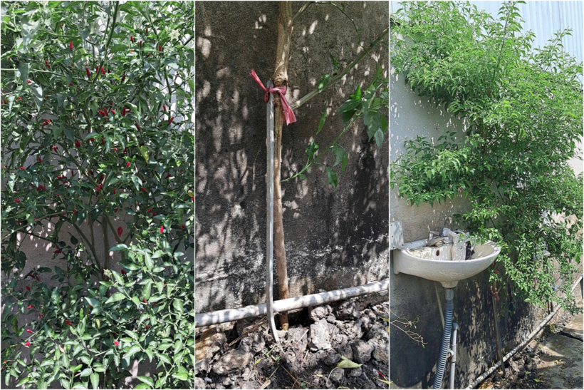 Cây ớt hoang mọc lên từ khe tường, cạnh chỗ rửa chén. Ảnh: VietNamNet