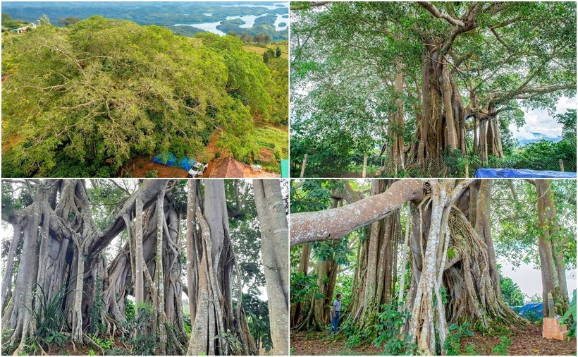 Ở bon B'Srê B, xã Đắk Som, huyện Đắk Glong (tỉnh Đắk Nông) có một cây đa rất lớn, tỏa bóng mát ngay bên vườn rẫy của bà con dân tộc Mạ. (Ảnh: Lao động)