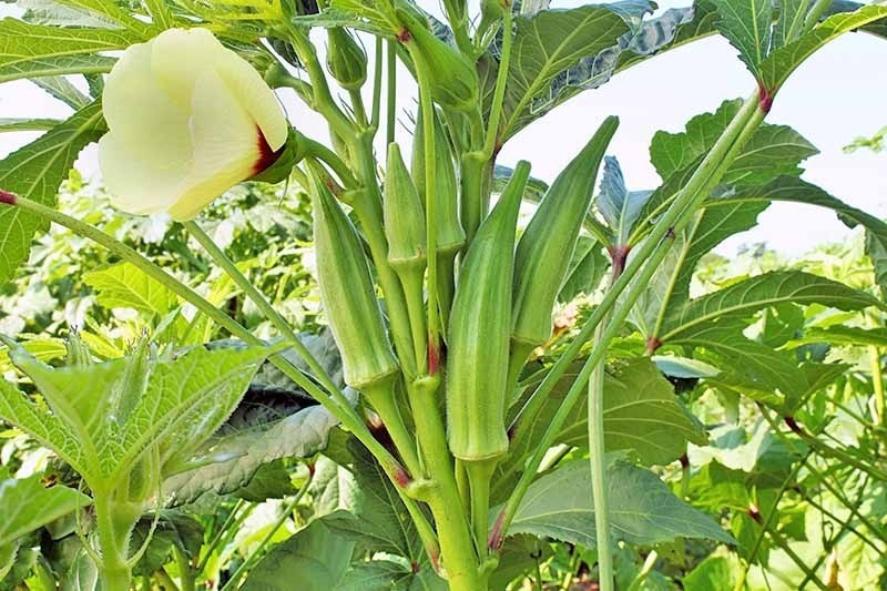 Đậu bắp "giàu vitamin A và C, cũng như chất chống oxy hóa giúp giảm nguy cơ mắc các tình trạng sức khỏe nghiêm trọng như tiểu đường, đột quỵ và bệnh tim". Ảnh minh họa