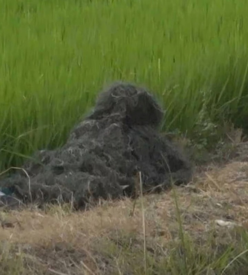 Cảnh sát mặc bộ đồ ngụy trang và bò hơn 300m qua cánh đồng lúa. Ảnh: Ejan.