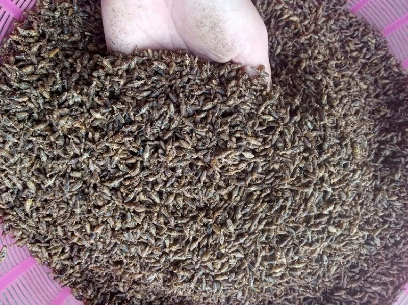 Tại thị trường Trung Quốc, giá cút đất thậm chí còn cao hơn, lên đến 10.000 nhân dân tệ/kg, tương đương 32,5 triệu đồng/kg. Ánh: Người đưa tin.