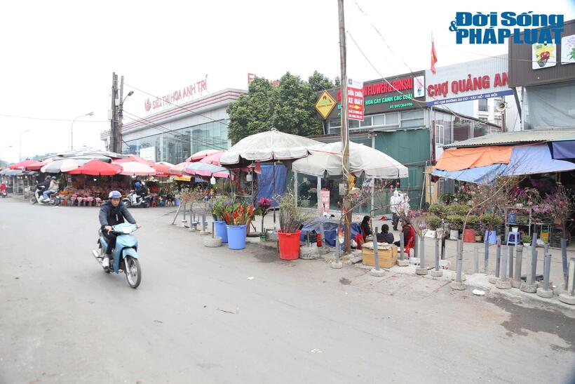 Tại khu vực chợ hoa Quảng An, các tiểu thương bày bán những cành đào nở sớm phục vụ nhu cầu chơi Tết Dương lịch của người dân.
