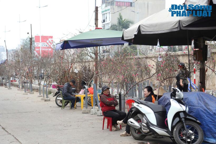 Chị Nguyễn Thu Thủy (áo đỏ) - tiểu thương bán đào lâu năm tại chợ hoa Quảng An - cho biết năm nay sức mua có phần kém hơn mọi năm. "Tôi bắt đầu bày bán đào từ sau dịp Noel, nhưng năm nay 10 người hỏi may ra chỉ có 1, 2 người mua. Đào nở sớm để phục vụ các khách hàng trưng bày trong dịp Tết Dương lịch nên hơi kén người chơi", chị Thủy cho biết.