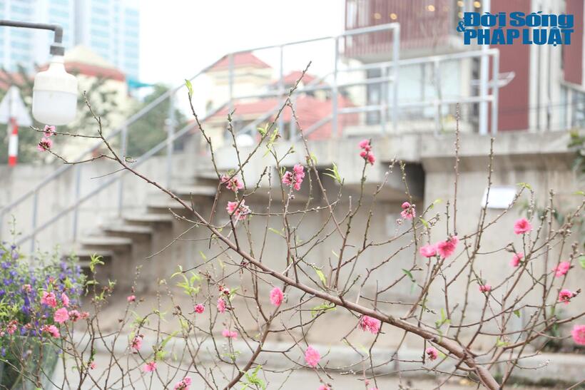 Được biết, để có được những cành đào nở sớm như vậy, các nhà vườn đã phải chăm sóc và tuốt lá từ trước đó khoảng 1 tháng.