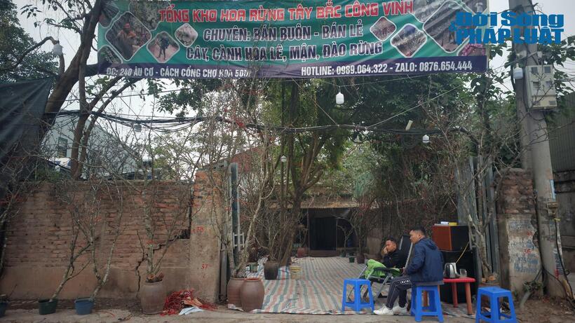 Tại một nhà vườn khác cách cổng chợ Quảng An 500m, các tiểu thương bày bán lê Tây Bắc với mức giá dao động từ 2 triệu cho tới 30 triệu đồng.