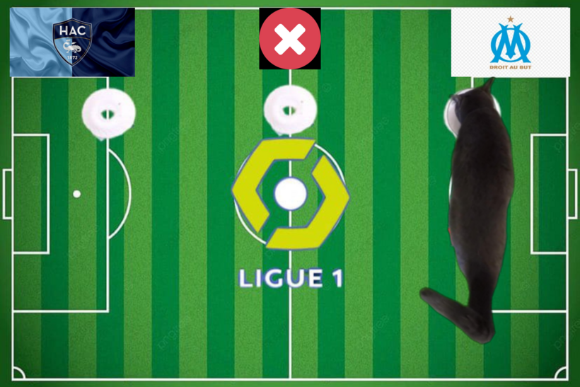 Dự đoán của chú mèo tiên tri trước trận Marseille vs Le Havre