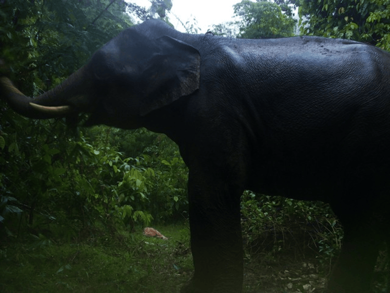 Cận cảnh nhiều loài động vật quý hiếm trong Khu bảo tồn loài và sinh cảnh voi Quảng Nam - 1