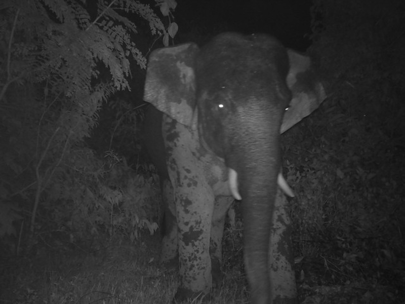 Cận cảnh nhiều loài động vật quý hiếm trong Khu bảo tồn loài và sinh cảnh voi Quảng Nam - 2