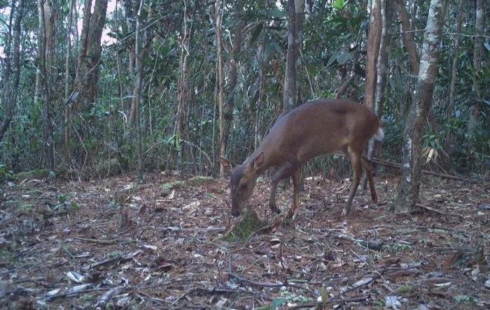 Mang lớn Trường Sơn