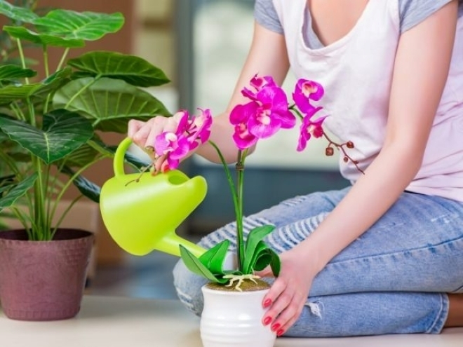 Để lan nở hoa quanh năm lại đòi hỏi sự chăm sóc tỉ mỉ, đặc biệt là kỹ thuật tưới nước đúng cách