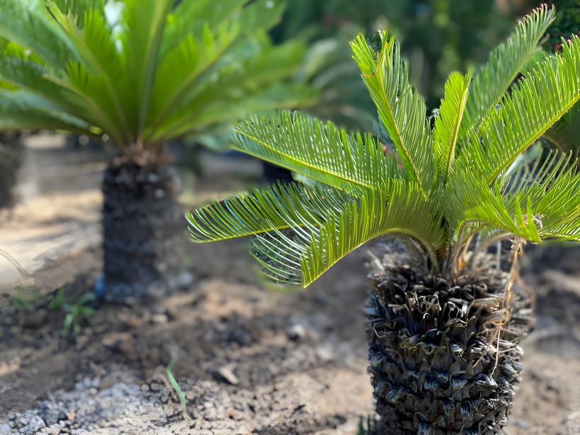 Vậy cây cọ cảnh hợp mệnh gì là thắc mắc chung của nhiều người