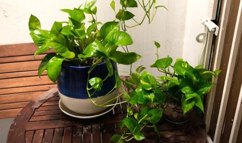 Ngoài ý nghĩa phong thủy, cây trầu bà còn có tác dụng thanh lọc không khí, hấp thụ các chất độc hại như formaldehyde, benzene, toluene,...