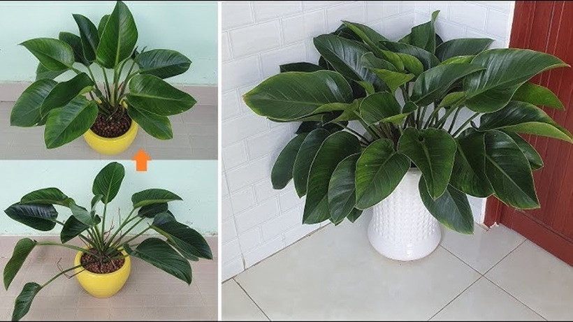 Đặt cây trầu bà ở góc phòng khách, gần cửa sổ hoặc cửa ra vào giúp thu hút tài lộc, may mắn, tạo ấn tượng tốt cho khách đến chơi nhà.