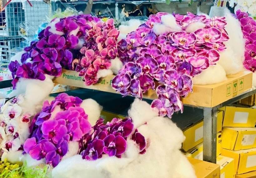 Hoa lan cũng được giới yêu hoa ưa chuộng bởi tính thẩm mỹ và độ bền lâu mà nó mang lại.