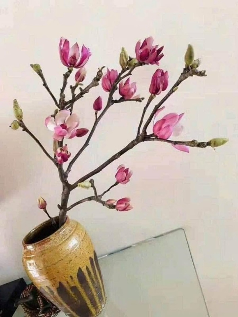 Hoa mộc lan khi nở có độ bền khoảng 10 ngày. Chia sẻ trên báo Dân trí, một bà nội trợ yêu cắm hoa ở Hà Nội cho biết, cành mộc lan có giá từ 200.000 đồng đến 10 triệu đồng. So với các loại hoa chơi cành to thì mộc lan khó chơi và tốn kém hơn vì chậm nở, độ bền thấp, khả năng không nở cao.