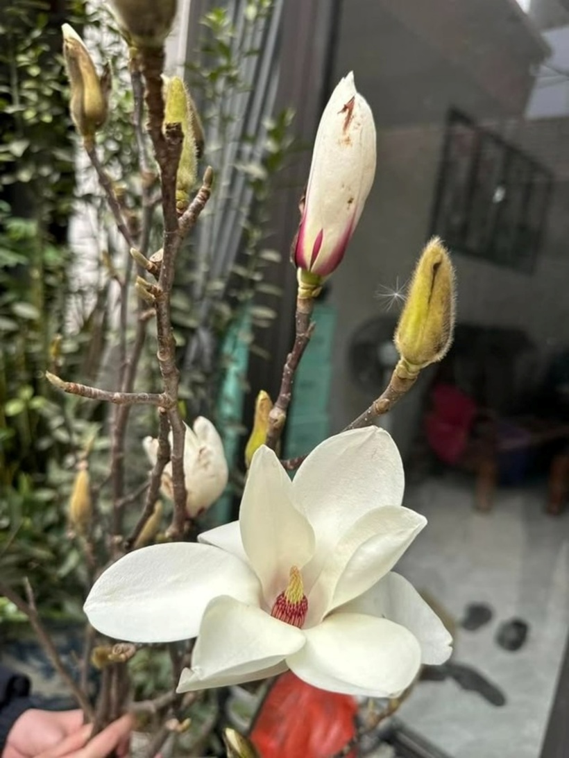 Tuy nhiên, vì hoa mộc lan sở hữu vẻ đẹp khác biệt nên nhiều bà nội trợ không tiếc tiền chi hàng triệu đồng để mua cành về chơi.