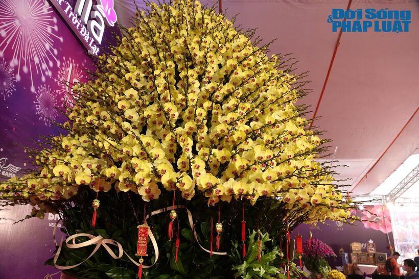 Theo anh Ngô Văn Nghiệp, chủ tác phẩm "Rồng vàng lan ngọc", tác phẩm này có chiều cao hơn 5m, được kết từ 2.868 cây hoa lan hồ điệp Đà Lạt với gần 20 tầng hoa. "Màu vàng được coi là biểu tượng cho sự sung túc, phú quý", anh Ngô Văn Nghiệp cho biết.