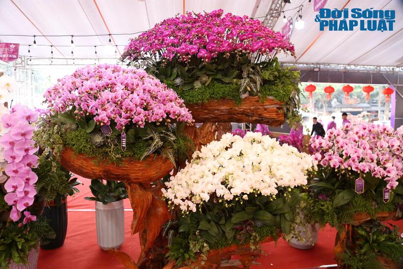 Một cây lan được bán với mức giá hơn 60 triệu đồng với thế tam đa 3 tầng, gồm 3 loại hoa lan trắng, lan hồng phấn, lan Mãn thiên hồng.