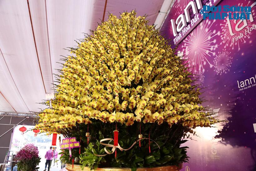 Theo chủ cơ sở, chậu hoa lan "Rồng vàng lan ngọc sẽ được trưng bày đến hết ngày 29/12 âm lịch.