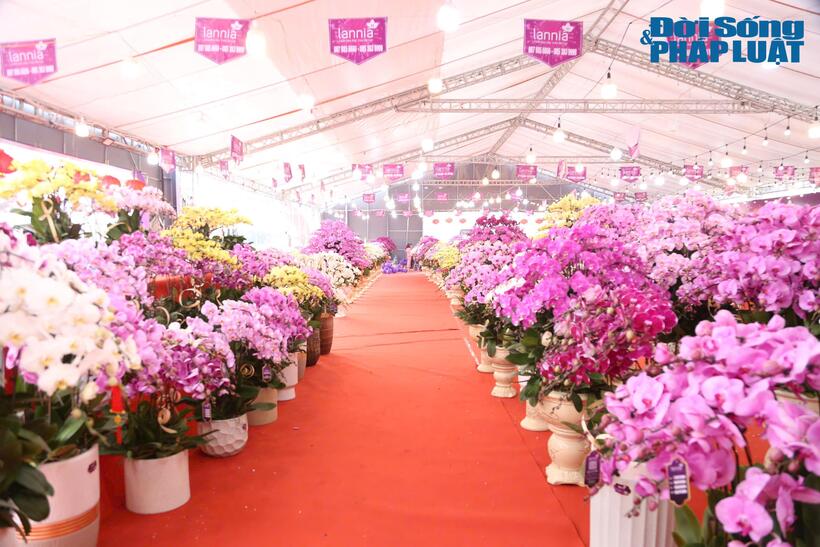 Theo ghi nhận, tại trước khu vực Sân vận động Quốc gia Mỹ Đình (quận Nam Từ Liêm, Hà Nội), các nhà vườn bày bán chủ yếu là lan hồ điệp, địa lan.