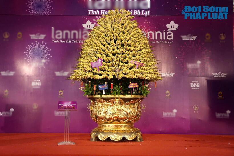 Đáng chú ý, trong dịp Tết năm nay, thị trường xuất hiện một chậu lan hồ điệp “khủng” mang tên “Rồng vàng lan ngọc”, được chủ nhân định giá 3,868 tỷ đồng.