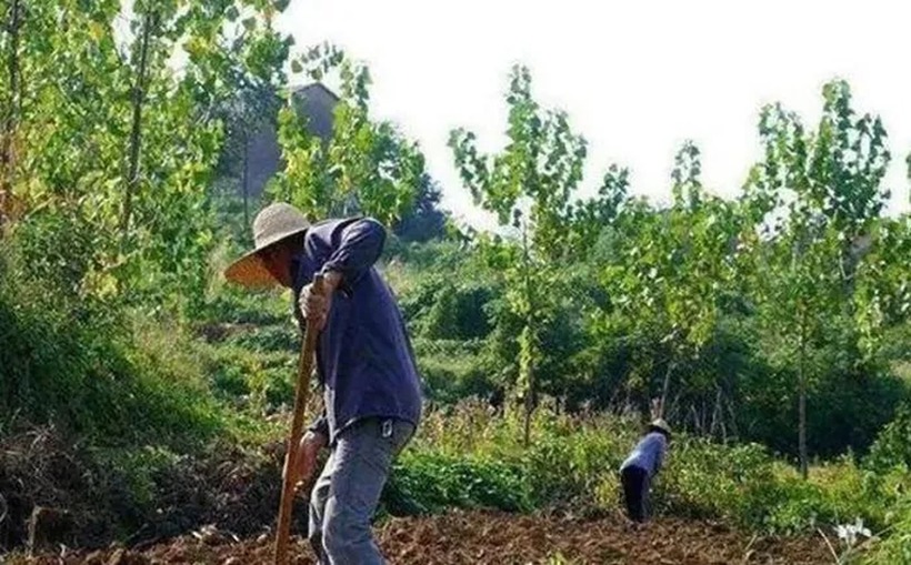 Lão nông vô tình bị rắn không độc cắn. Ảnh: Aboluowang
