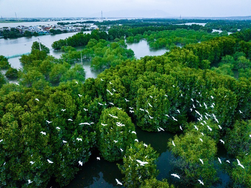 Điểm nổi bật của đầm Thị Nại là những cánh rừng ngập mặn xanh bạt ngàn cùng những con rạch kéo dài tỏa đi khắp nơi. Du khách đến đây như lạc vào miền sông nước, trời mây vô cùng hoang sơ, thú vị. Ảnh minh họa.