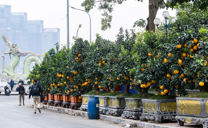 Đào, quất xuống phố “ngóng” người mua, giá bán cao hơn mọi năm - 3